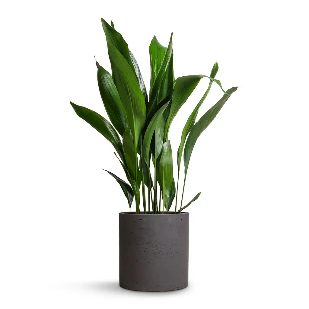 Cast Iron Plant (Aspidistra elatior)